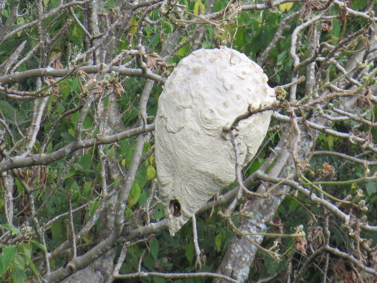Hornets, Paper Wasps, Potter Wasps, and Allies - ML646710872