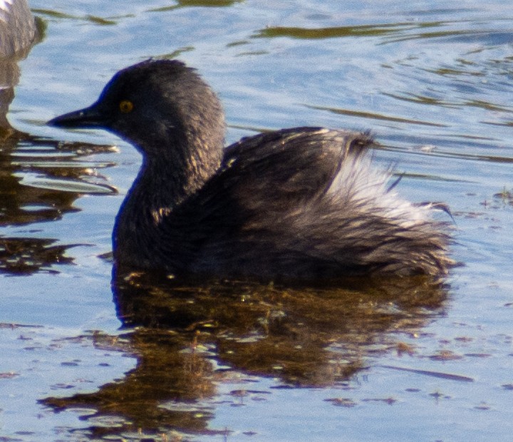 Least Grebe - ML646710873