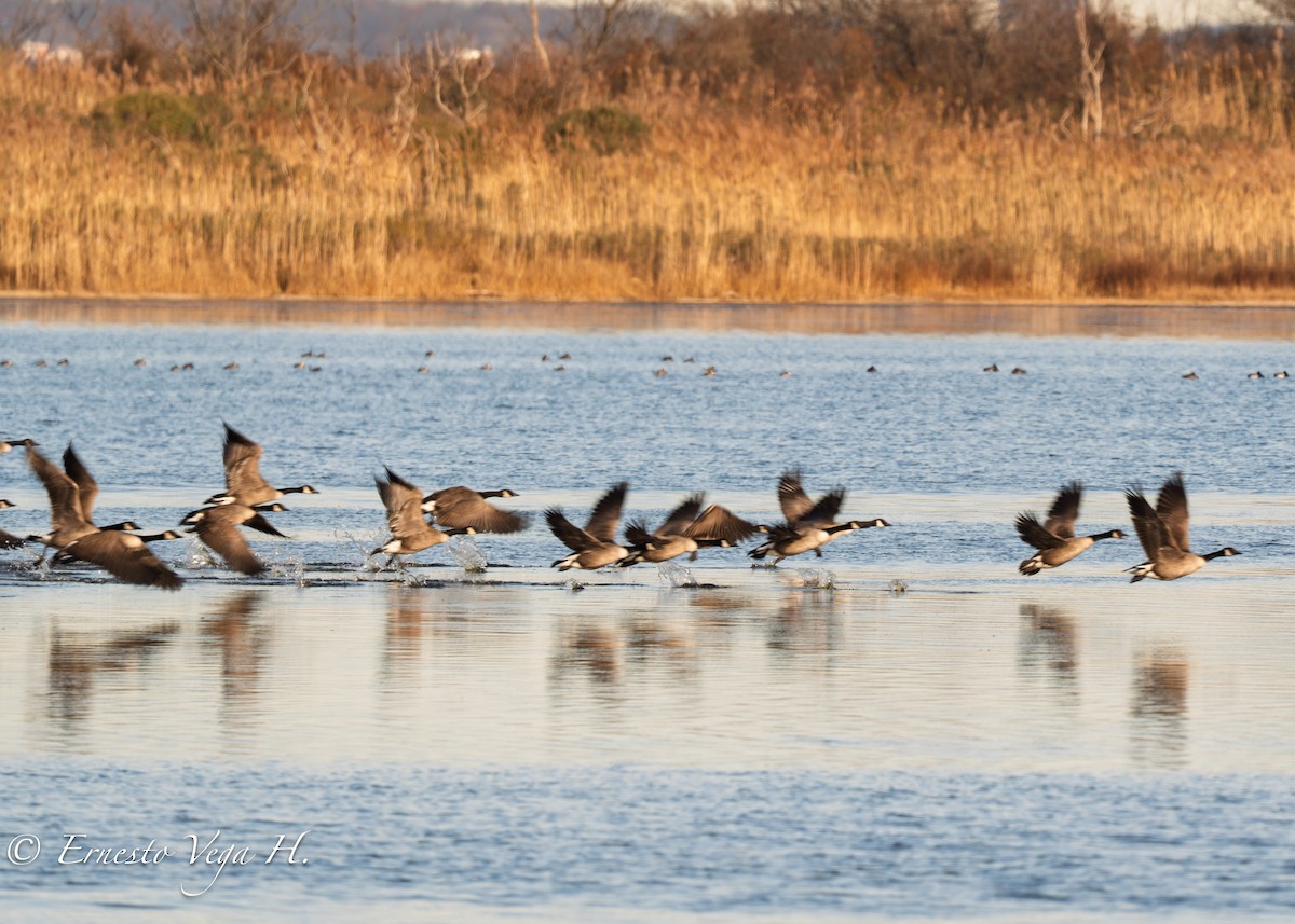 Canada Goose - ML646710874