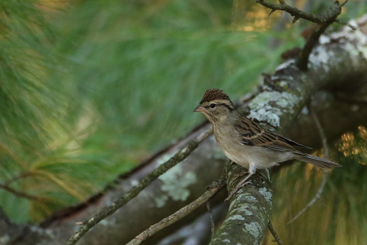 Chipping Sparrow - ML646710875