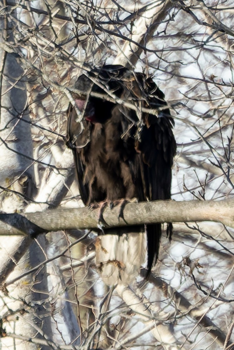Turkey Vulture - ML646710876