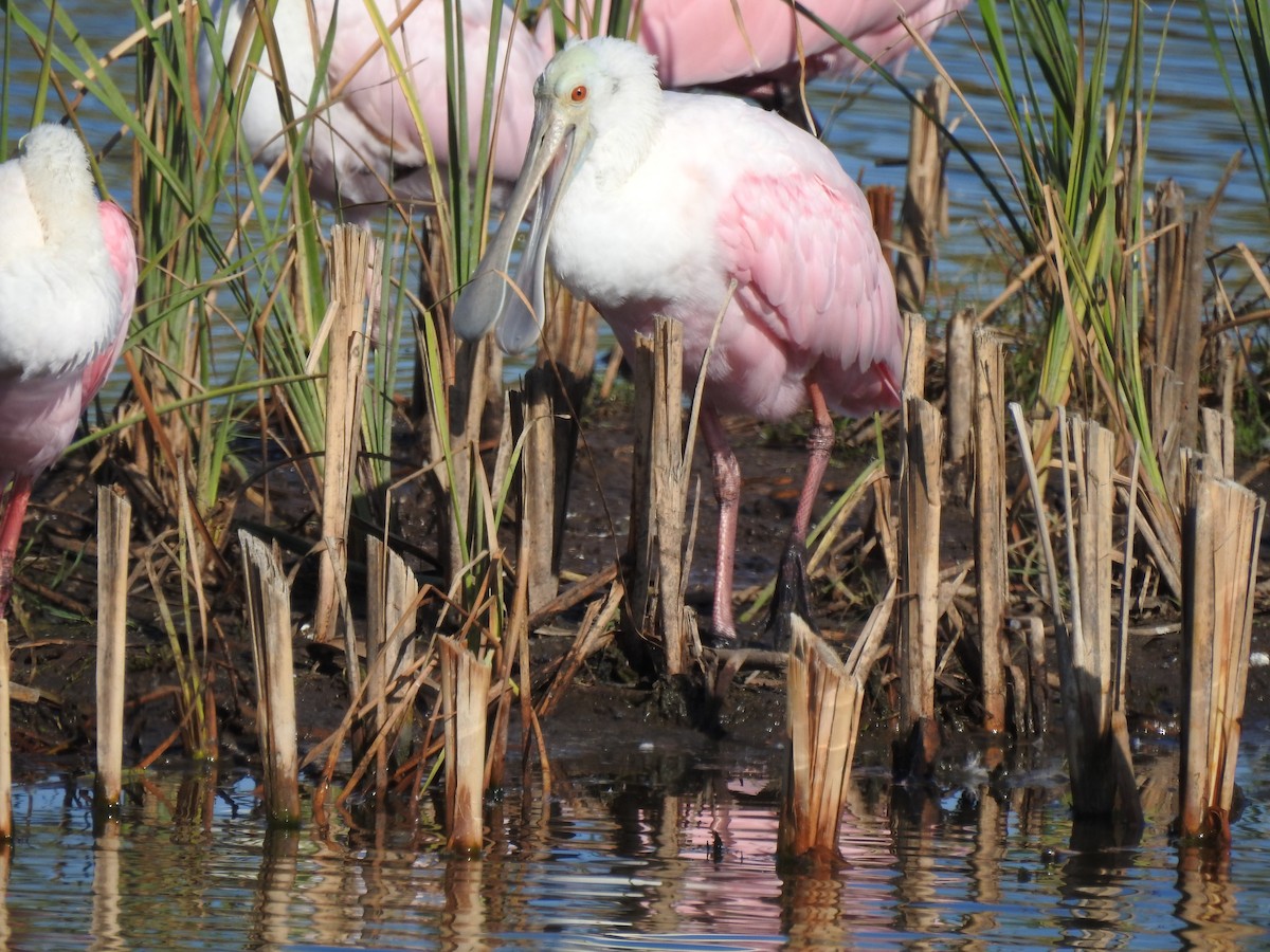 Roseate Spoonbill - ML646710877