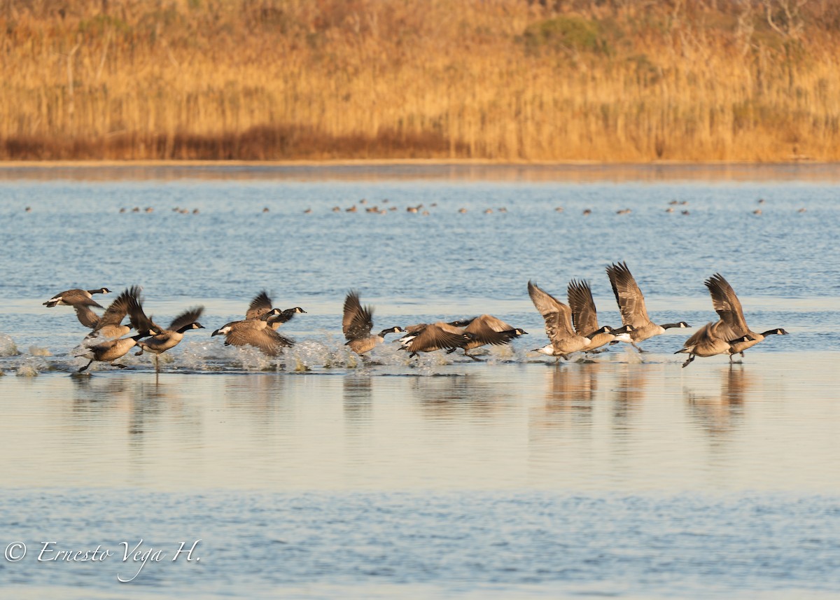 Canada Goose - ML646710878