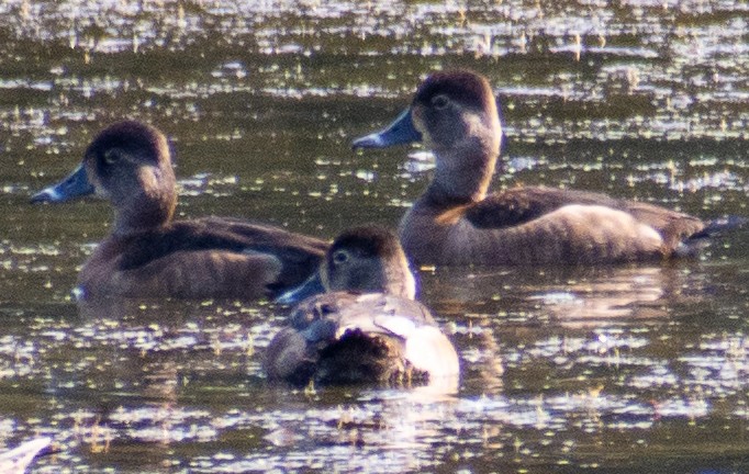 Ring-necked Duck - ML646710879