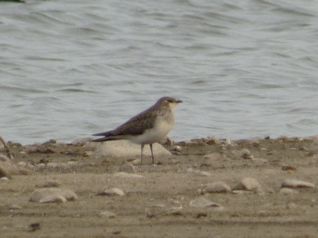 Black-winged Pratincole - ML646710880