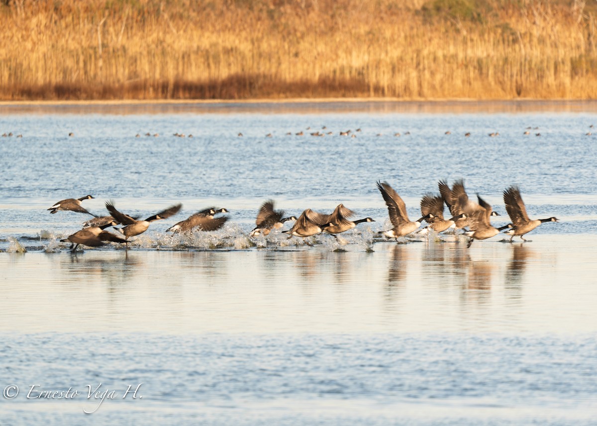Canada Goose - ML646710881