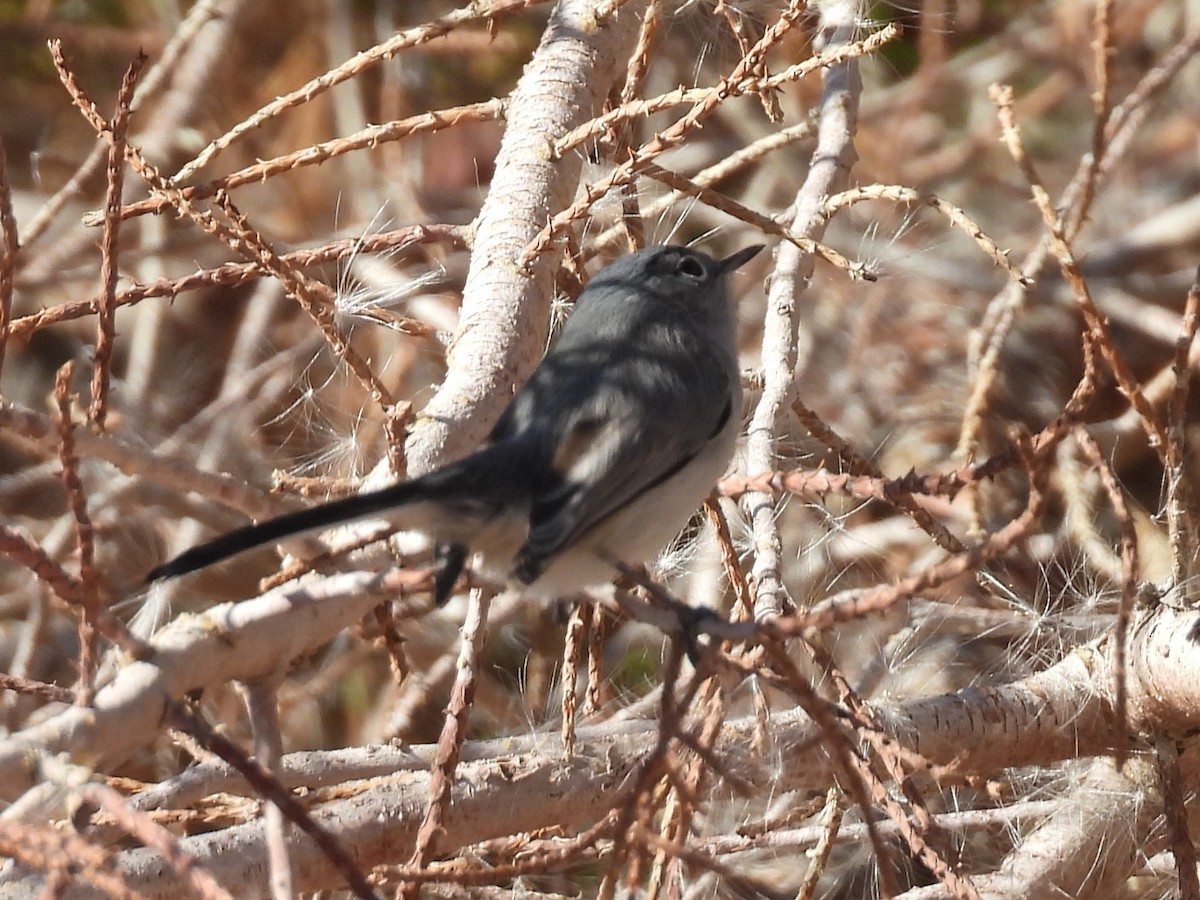 Black-tailed Gnatcatcher - ML646710882