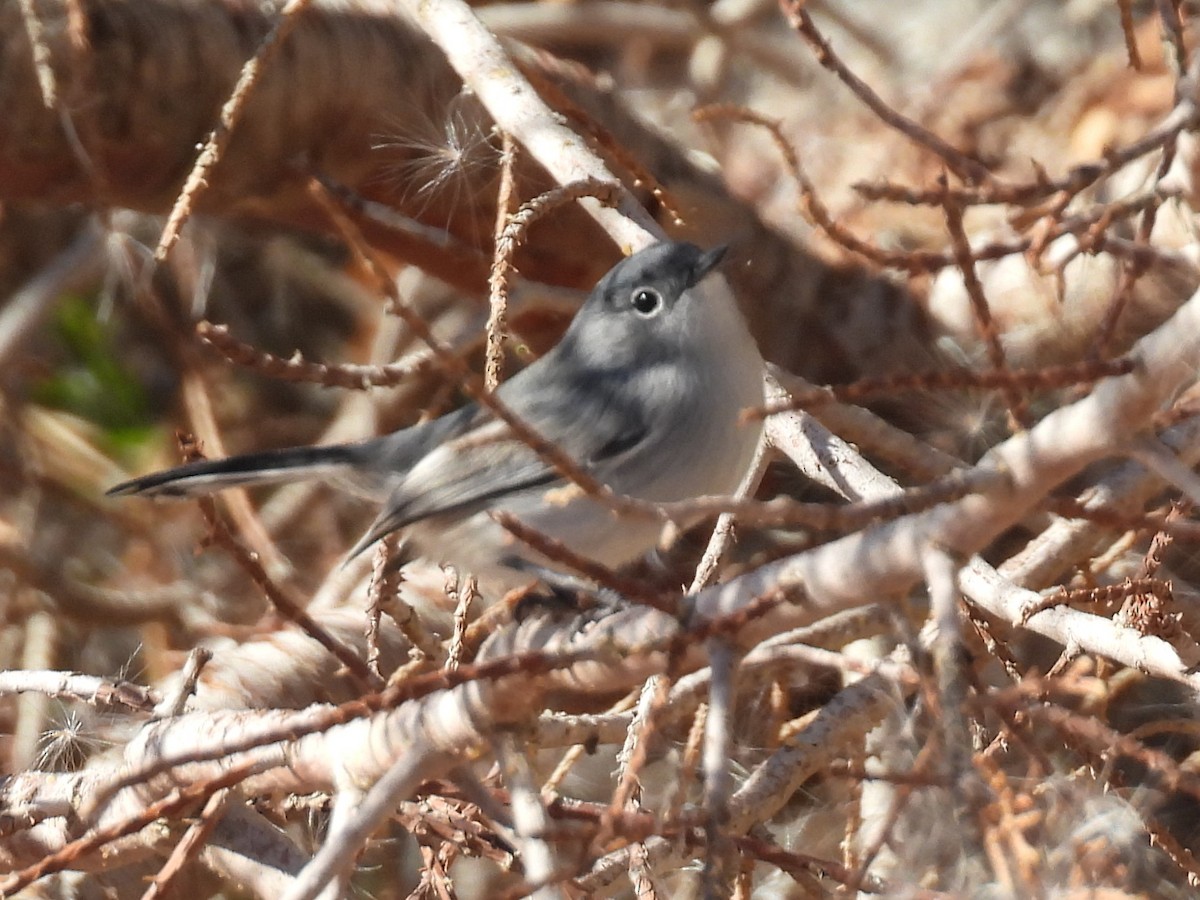 Black-tailed Gnatcatcher - ML646710883