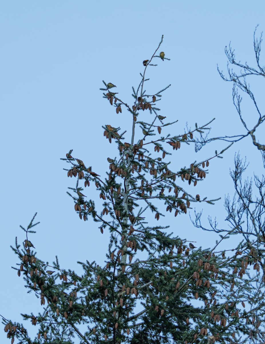 Crociere comune - ML646710884