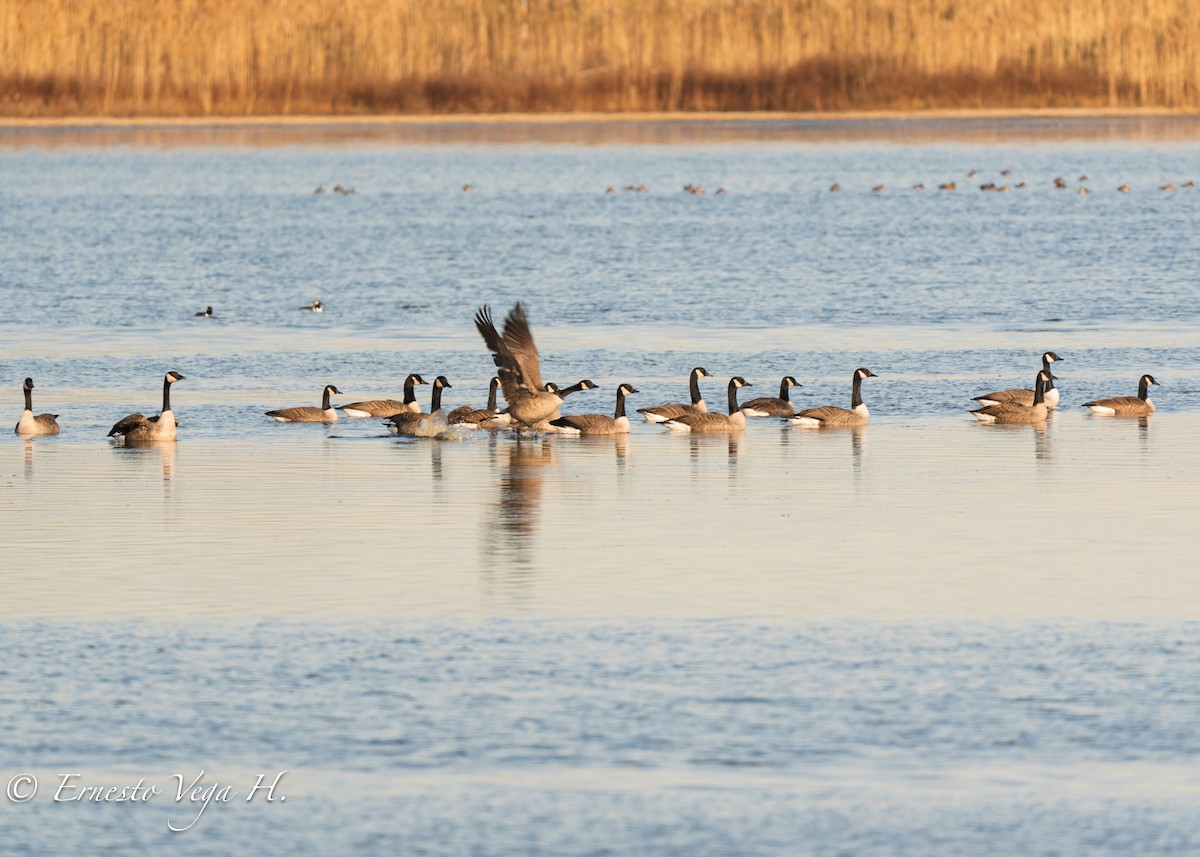 Canada Goose - ML646710886