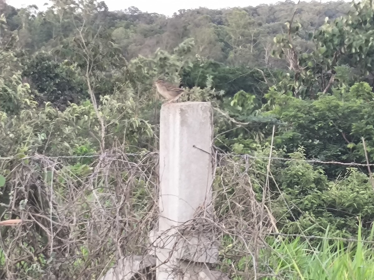 Bruant des savanes - ML646710887