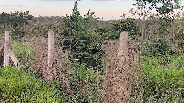 Bruant des savanes - ML646710889