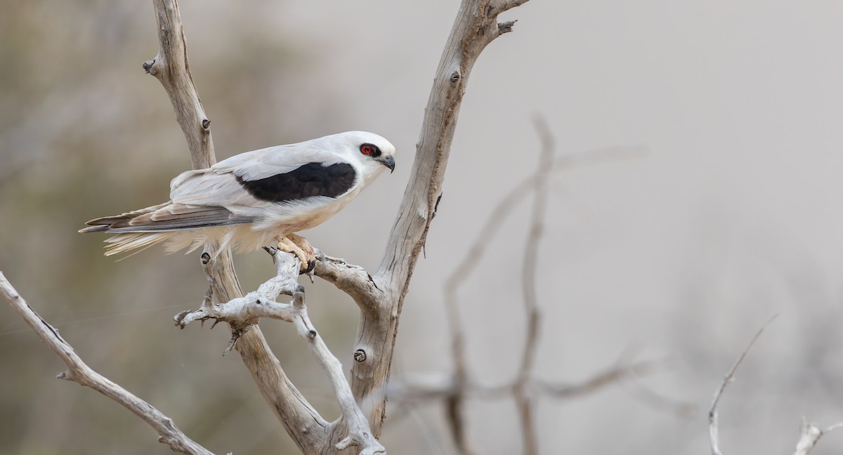 Letter-winged Kite - ML646710890