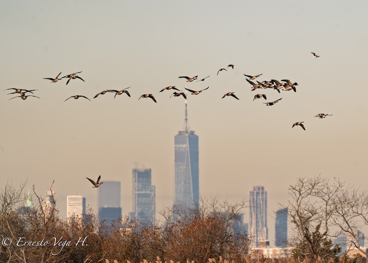 Canada Goose - ML646710891