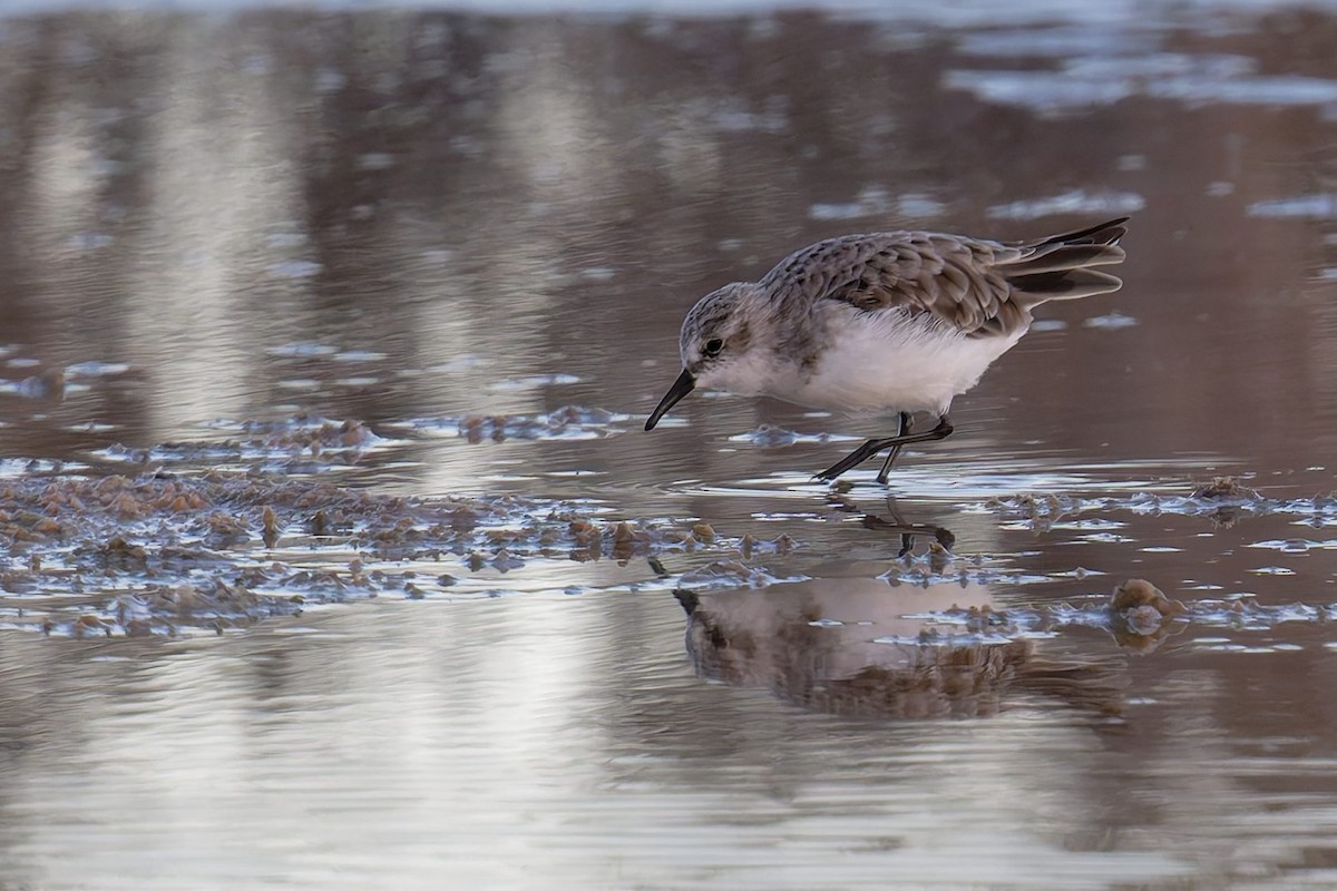Little Stint - ML646710892