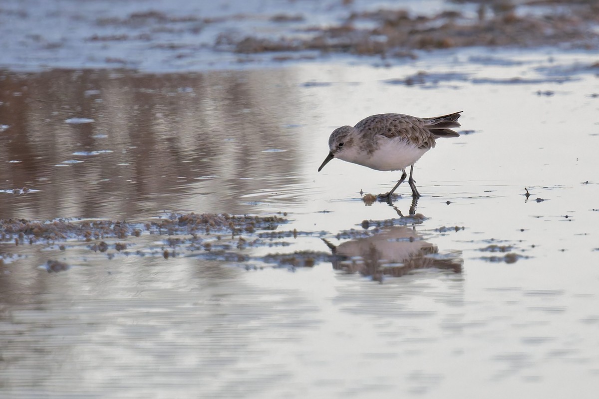 Little Stint - ML646710893