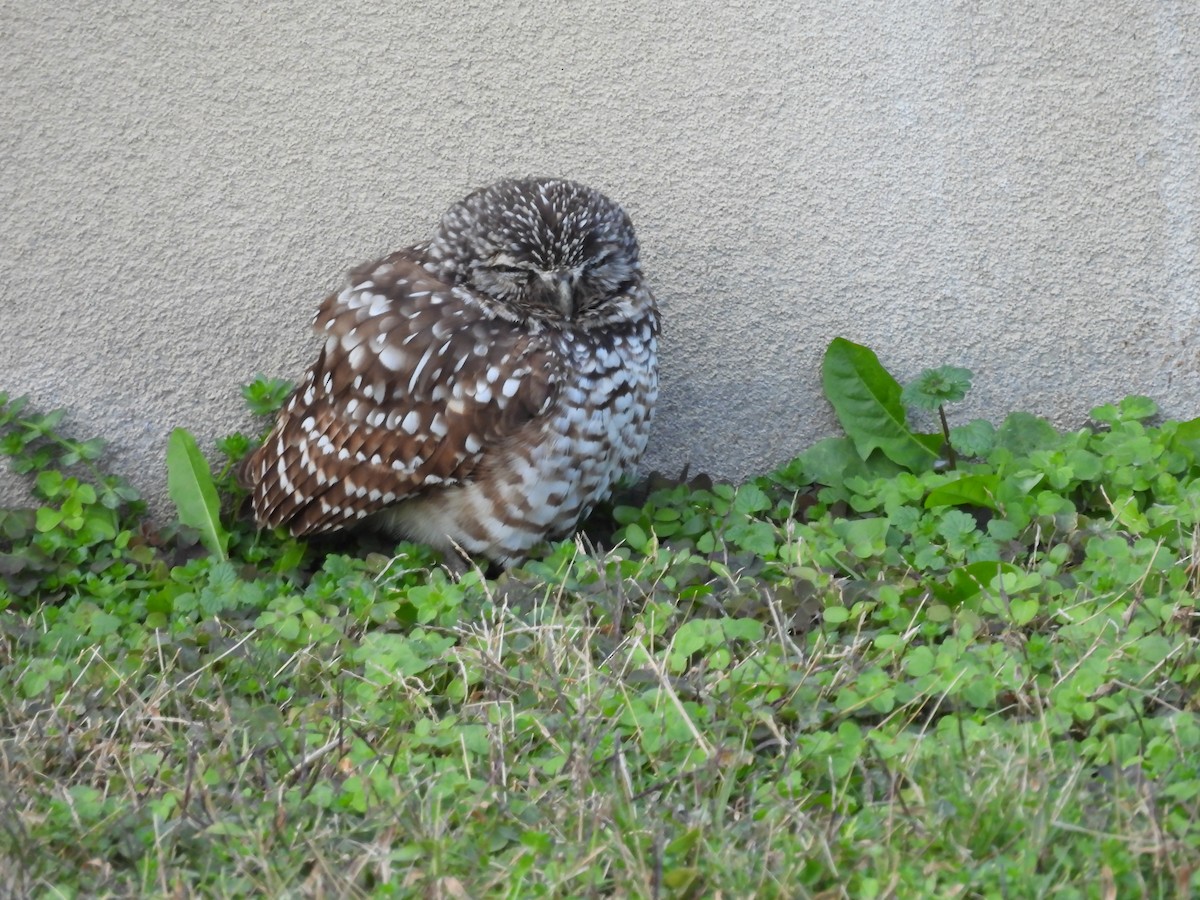 Burrowing Owl - ML646710894