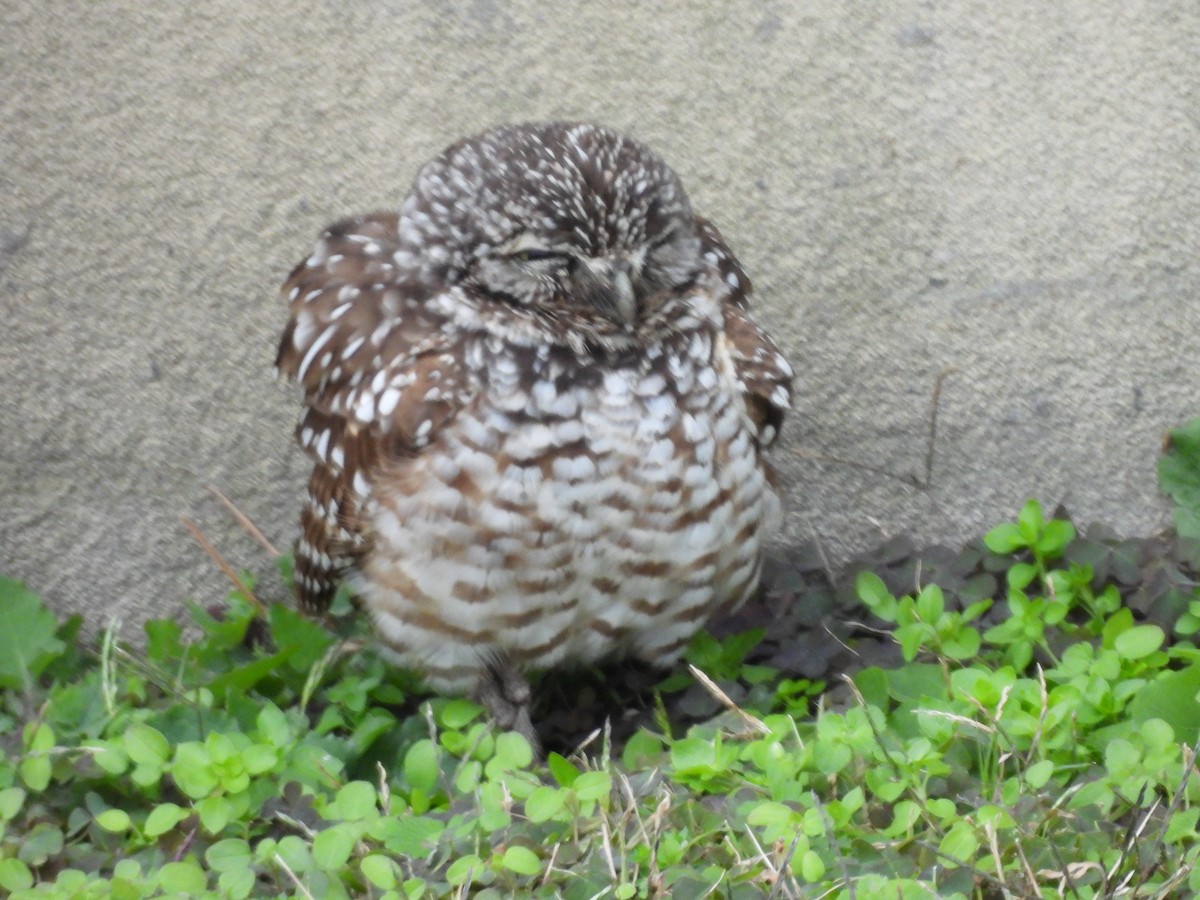 Burrowing Owl - ML646710895