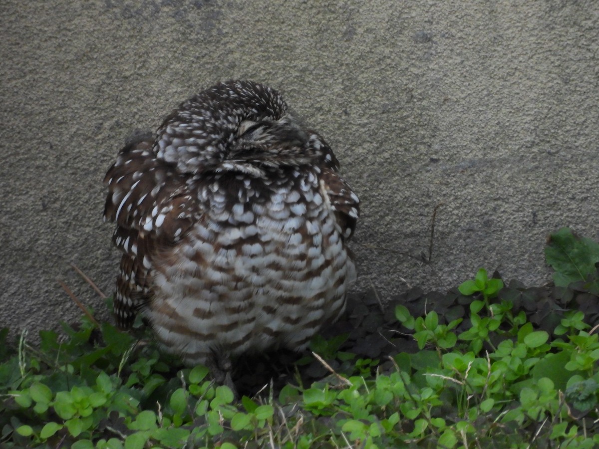 Burrowing Owl - ML646710896