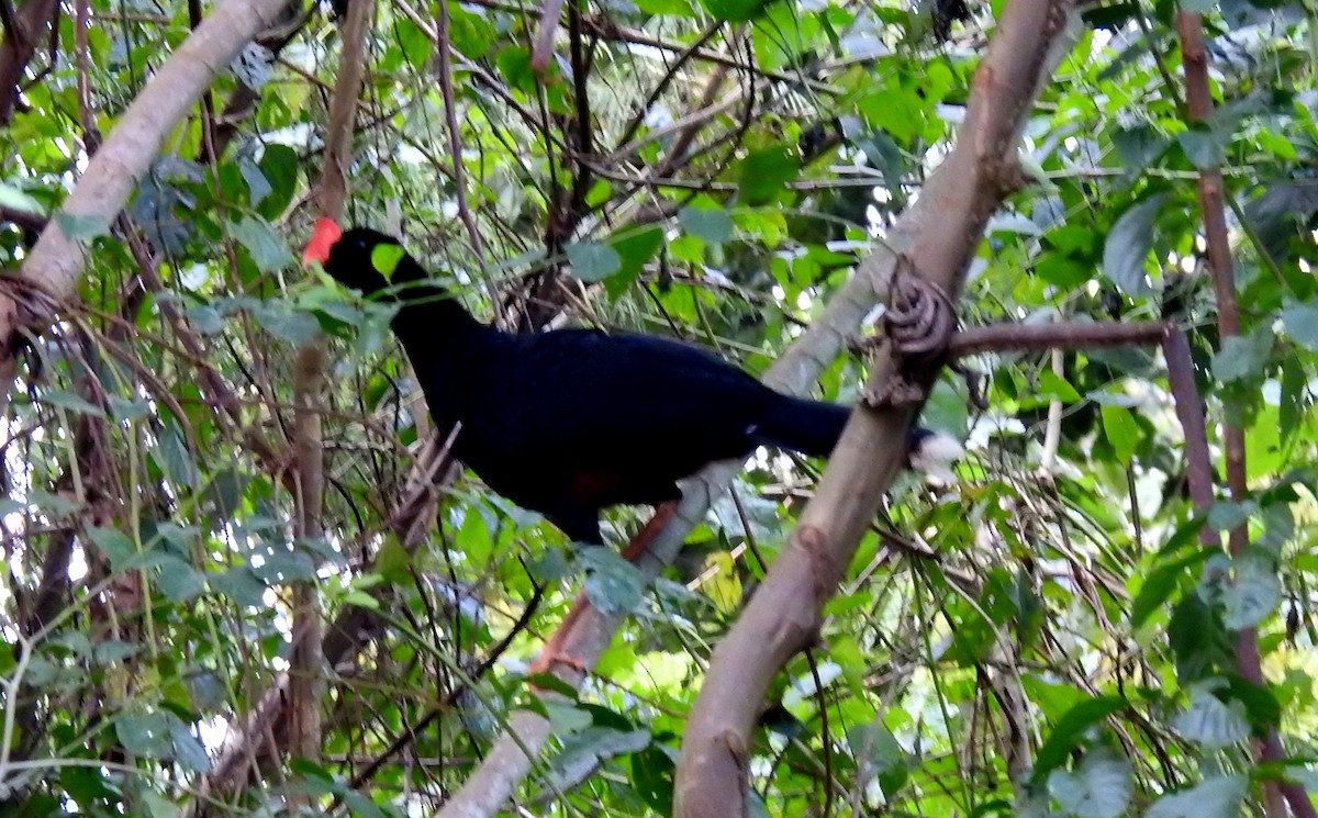 Razor-billed Curassow - ML646710898