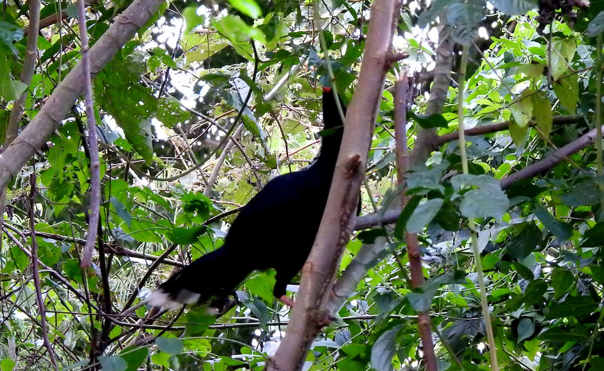 Razor-billed Curassow - ML646710899
