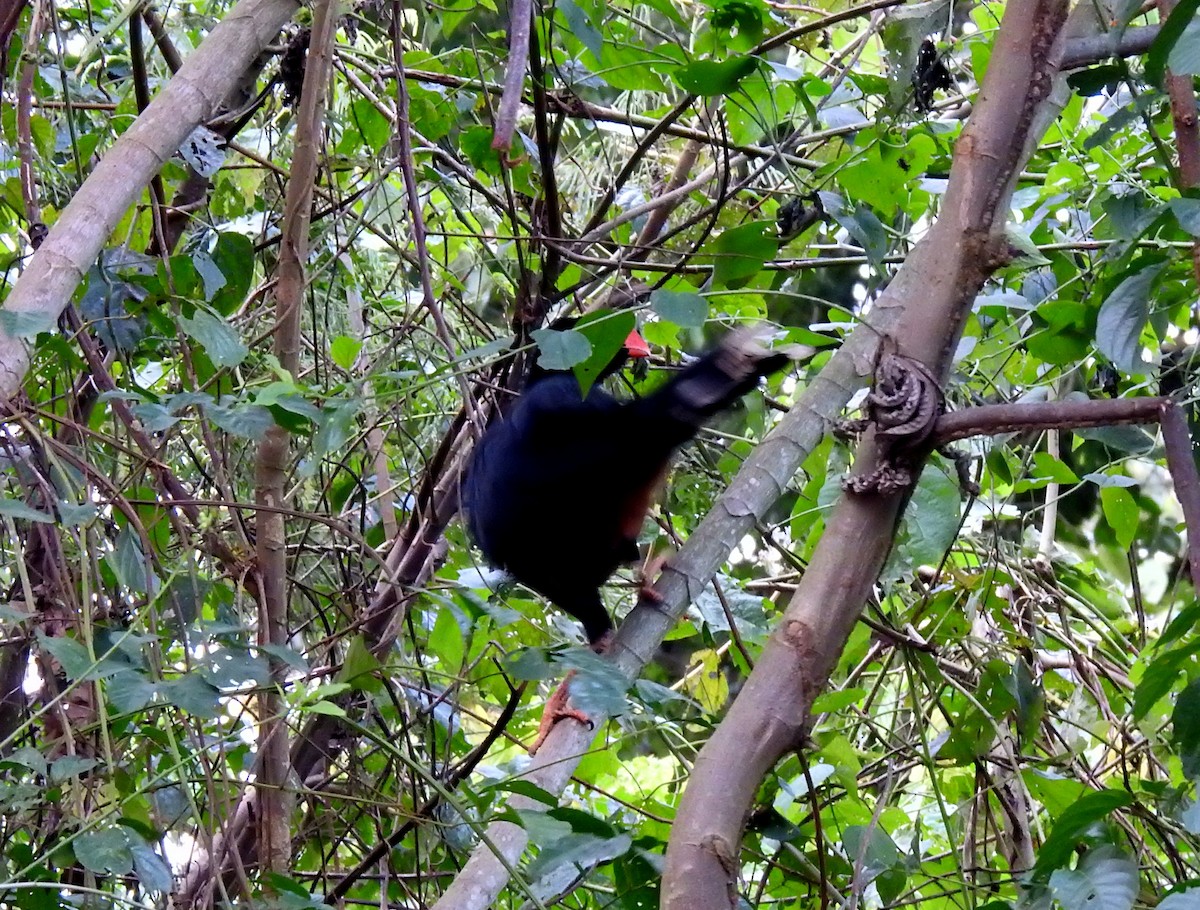 Razor-billed Curassow - ML646710900
