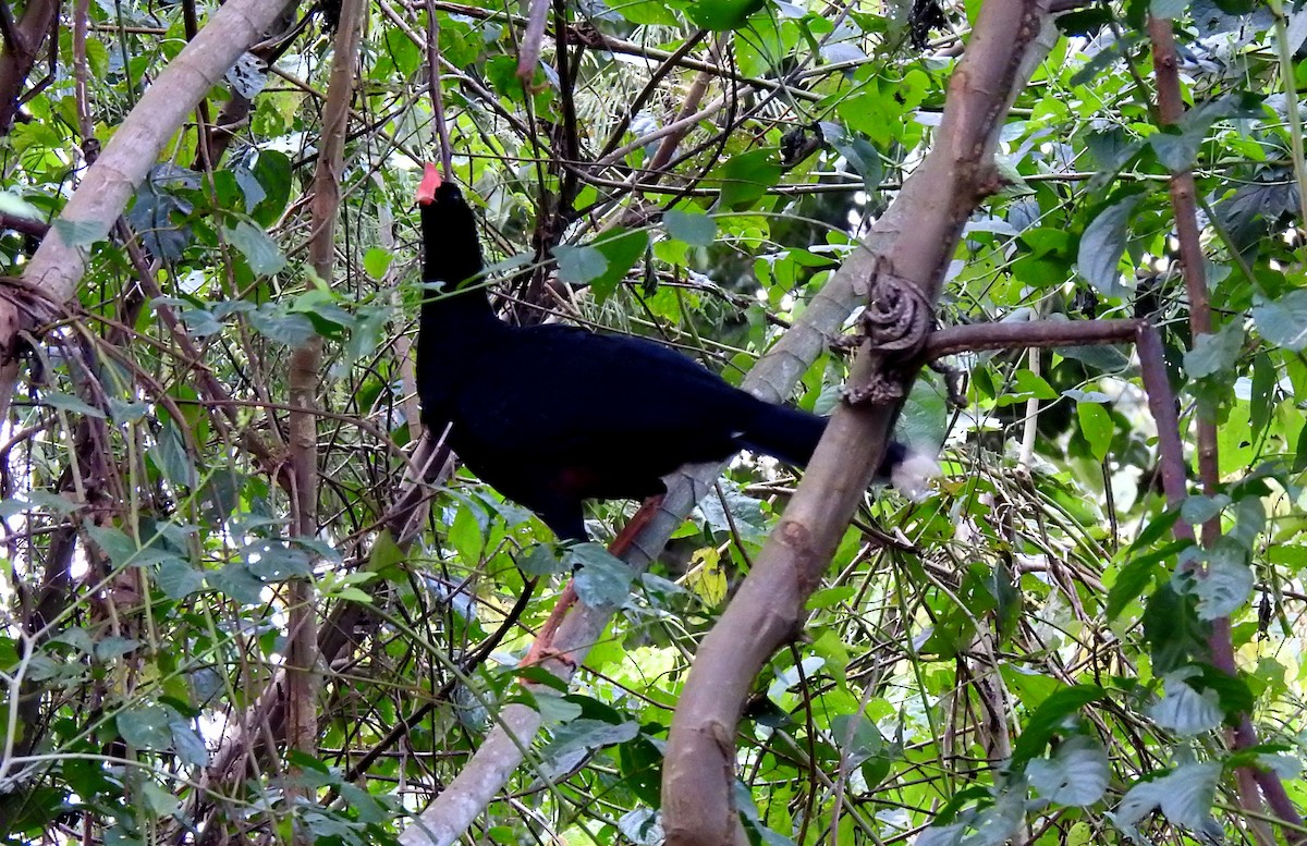 Razor-billed Curassow - ML646710901