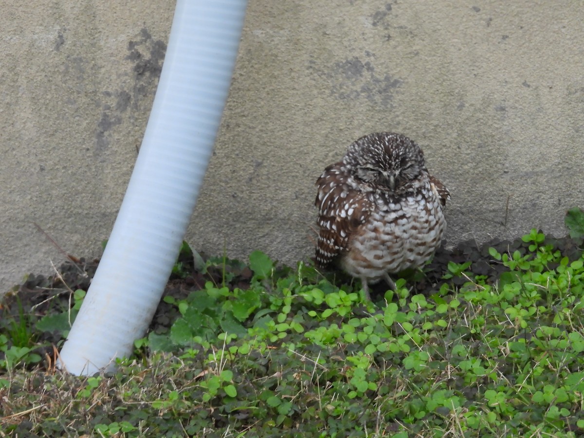 Burrowing Owl - ML646710902