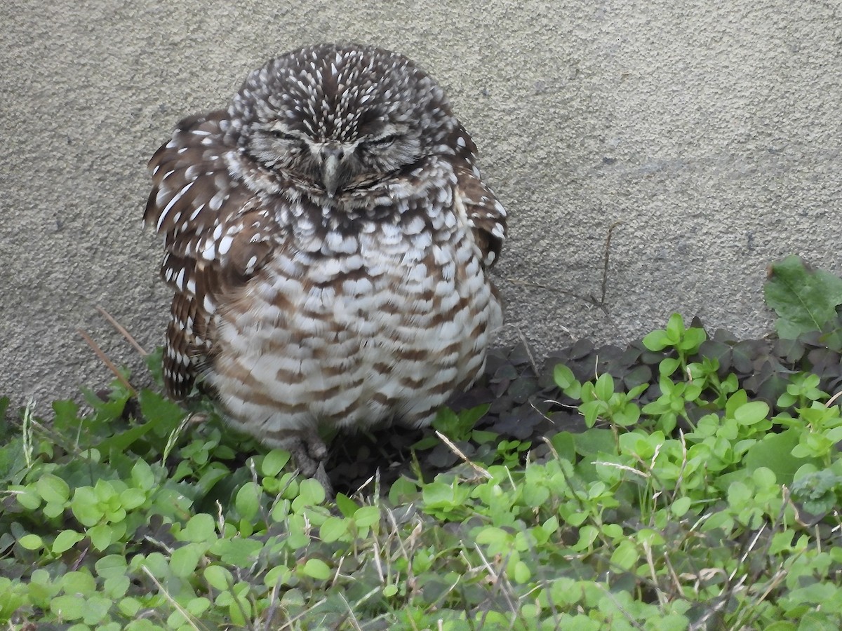 Burrowing Owl - ML646710903