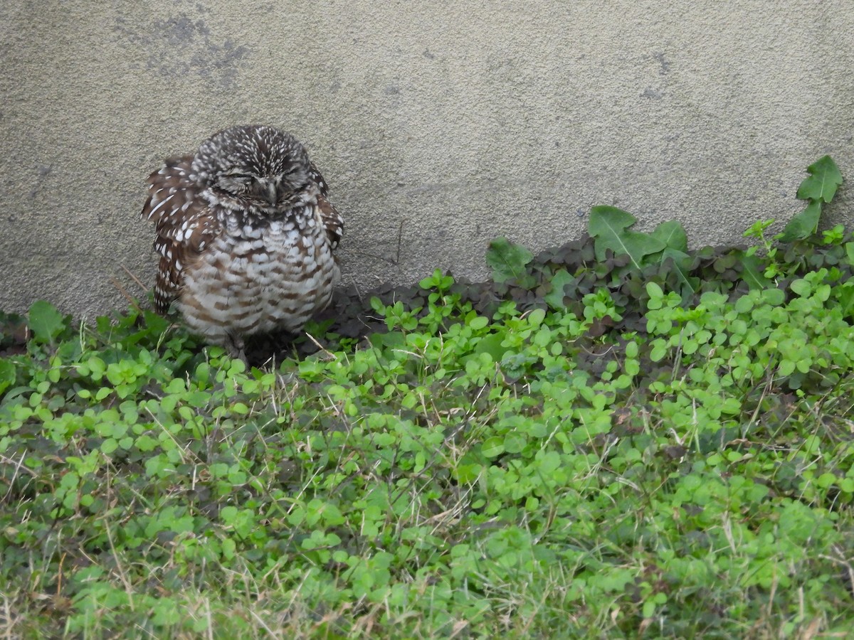 Burrowing Owl - ML646710904