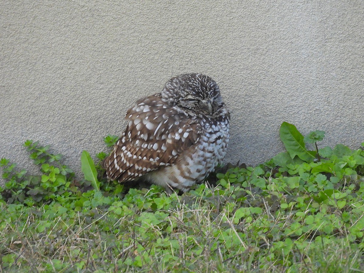 Burrowing Owl - ML646710905
