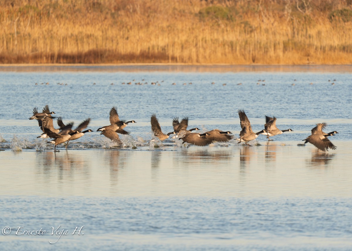 Canada Goose - ML646710906