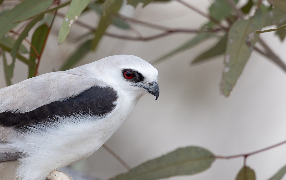 Letter-winged Kite - ML646710909