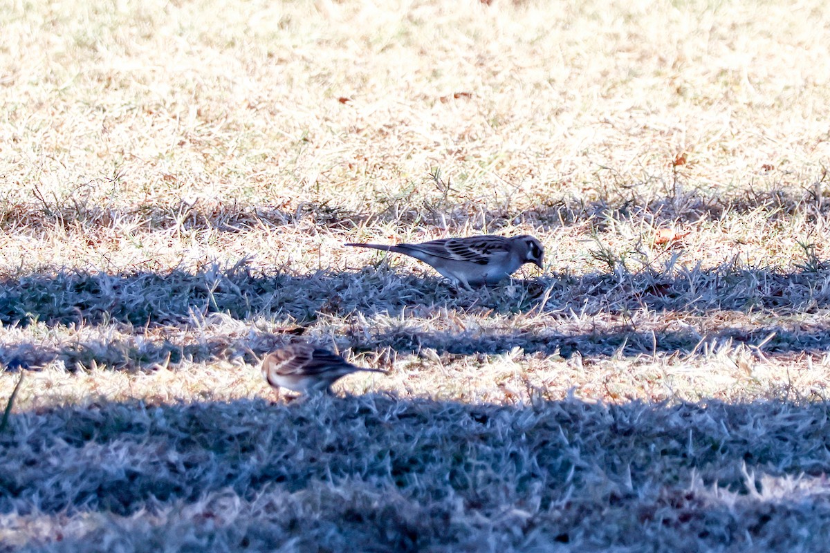 Прерийная овсянка - ML646710910