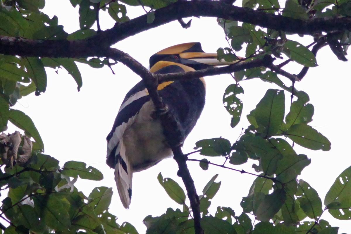 Great Hornbill - ML646710911