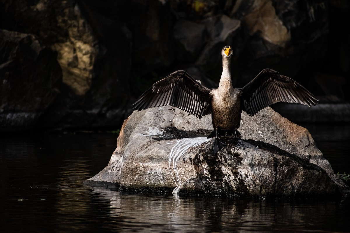 Double-crested Cormorant - ML646710912
