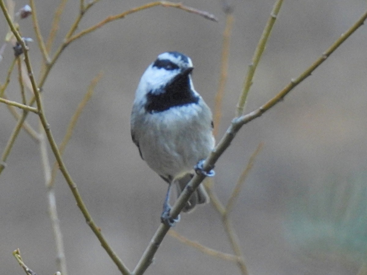 Mountain Chickadee - ML646710913