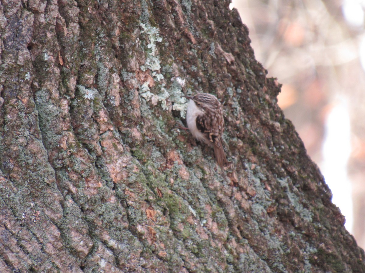 Brown Creeper - ML646710918