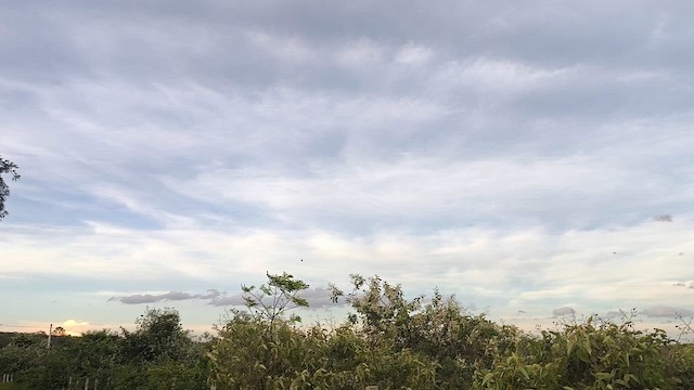 Martinet claudia - ML646710920