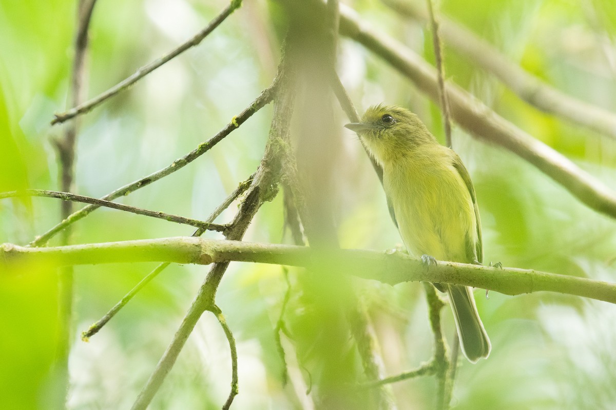 Olive-faced Flatbill - ML646710921