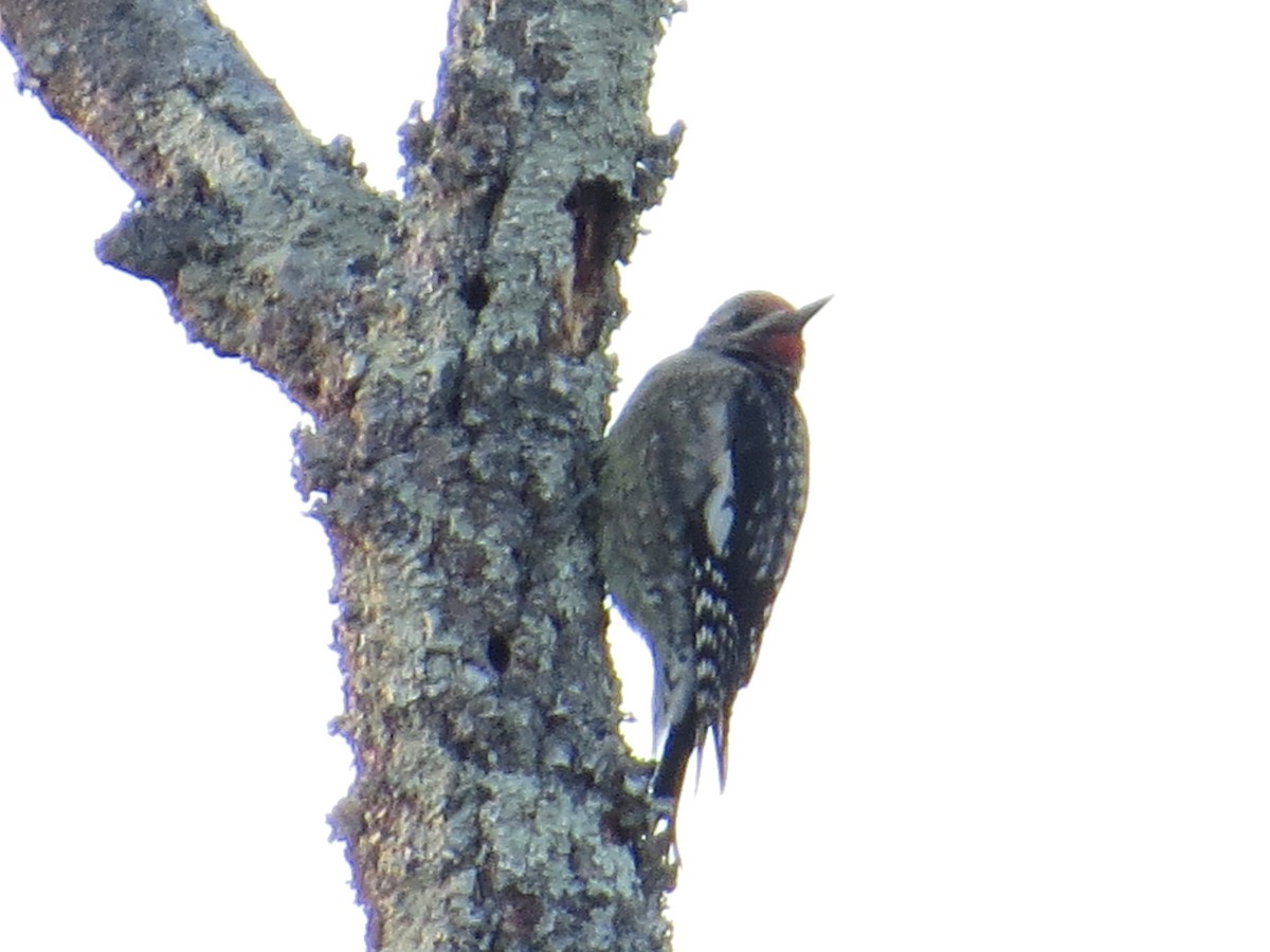 Yellow-bellied Sapsucker - ML646710925