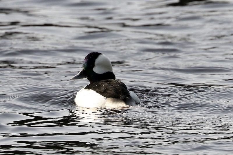 Bufflehead - ML646710926