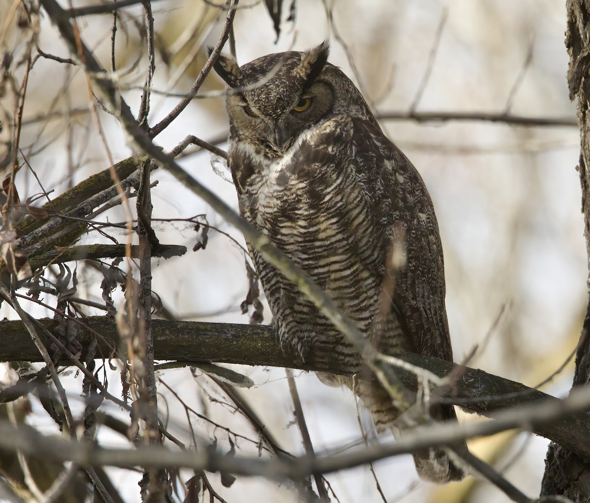 Great Horned Owl - ML646710927
