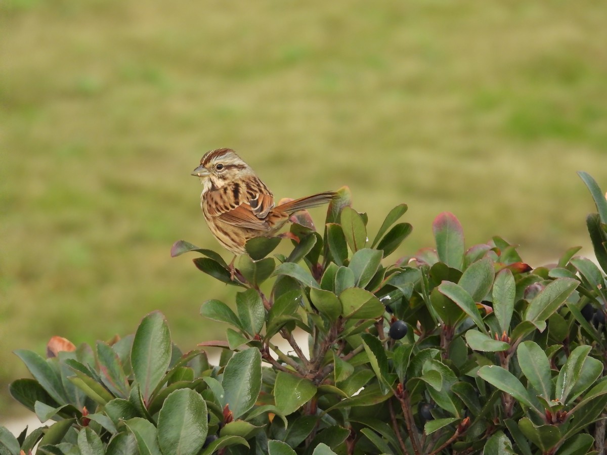 Song Sparrow - ML646710928