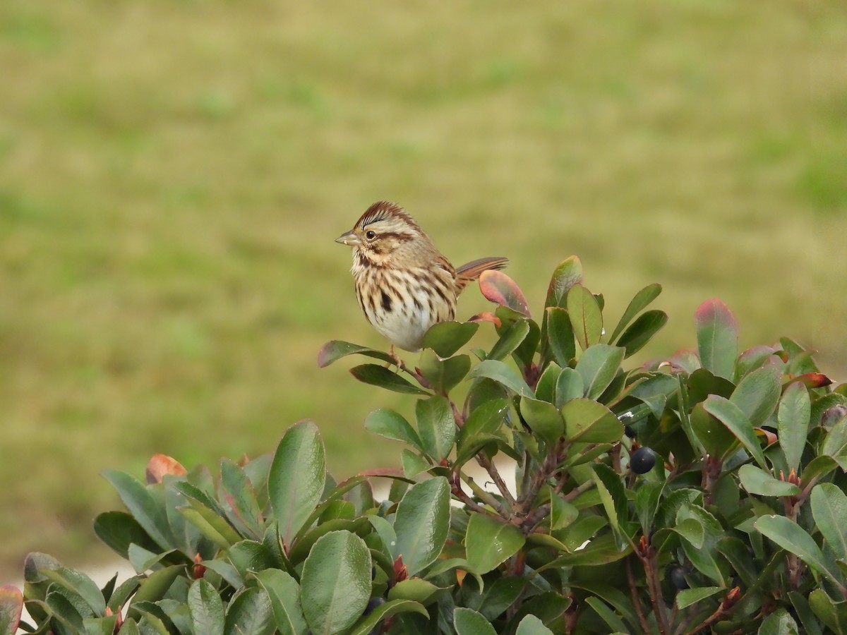 Song Sparrow - ML646710929