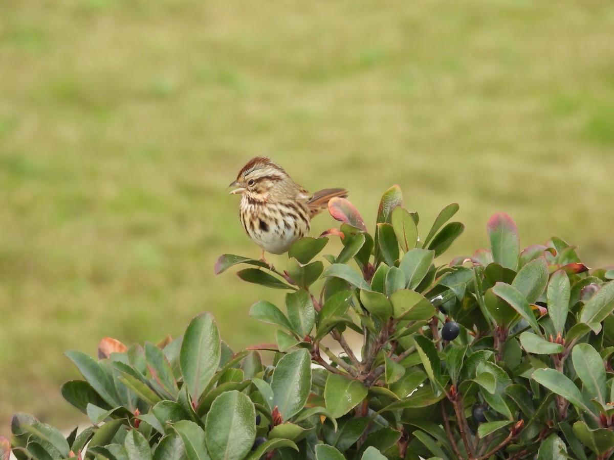 Song Sparrow - ML646710930