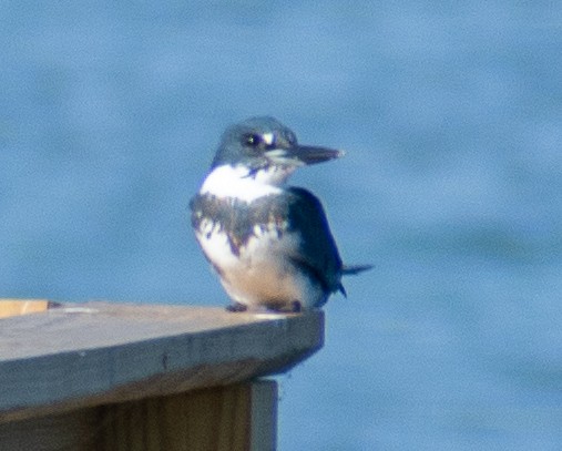 Belted Kingfisher - ML646710931