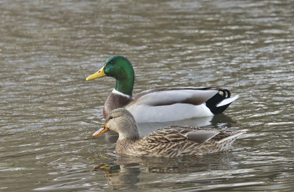 Mallard - ML646710932