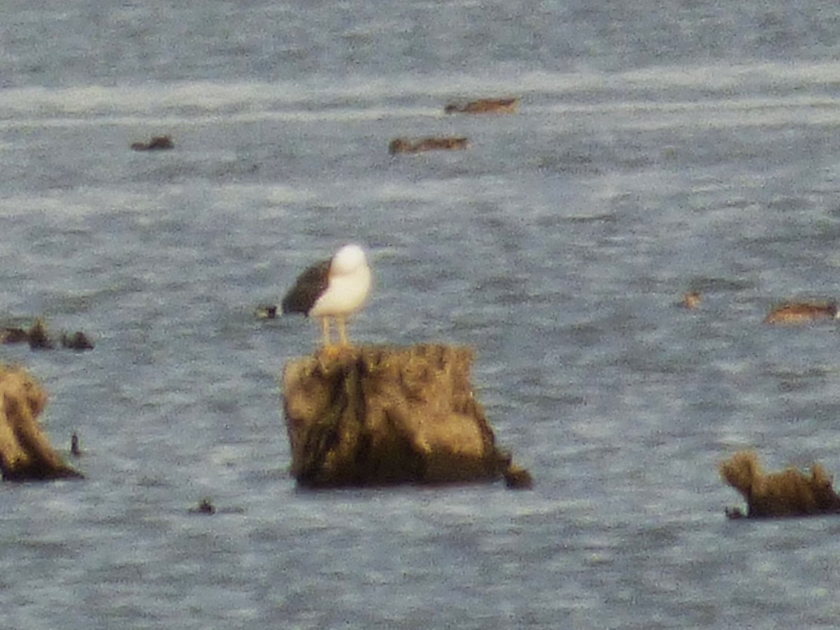Lesser Black-backed Gull - ML646710938