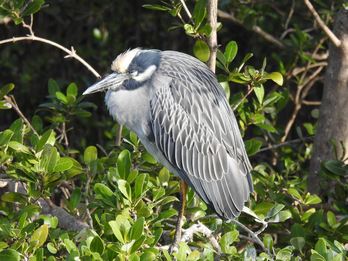 kvakoš žlutočelý - ML646710939